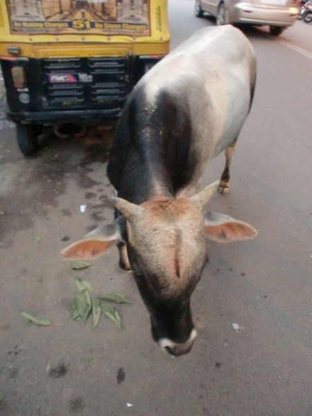 India Trip - July 2010 226.jpg